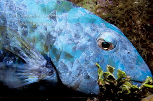 Blue Parrot Fish, San Pedro Belize by Alejandro Topete 